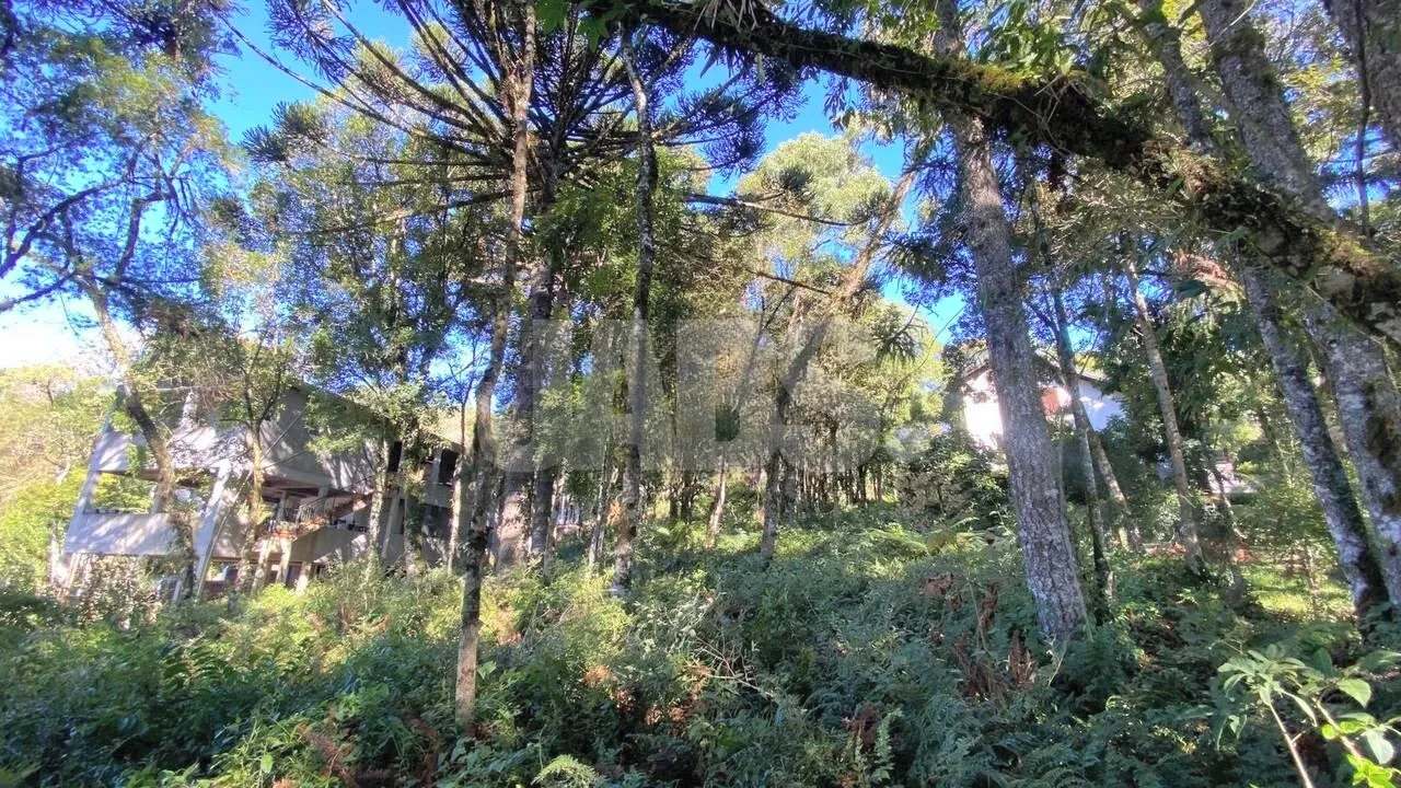 Terreno com araucárias