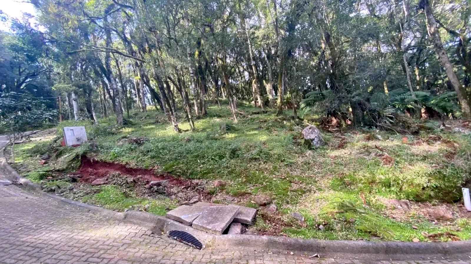 Terreno com mata nativa junto à rua calçada