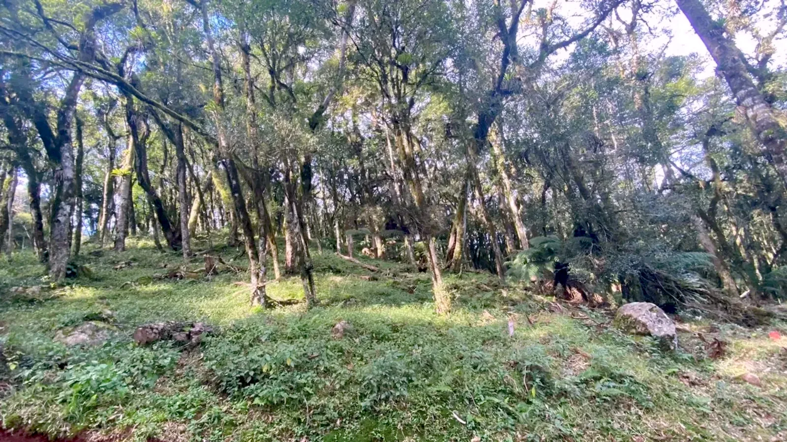 Mata nativa no terreno