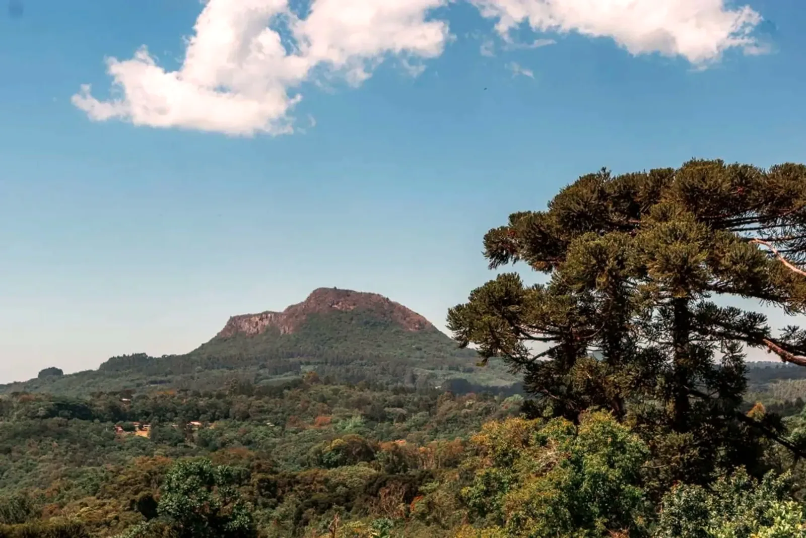 Araucárias e o morro ao fundo