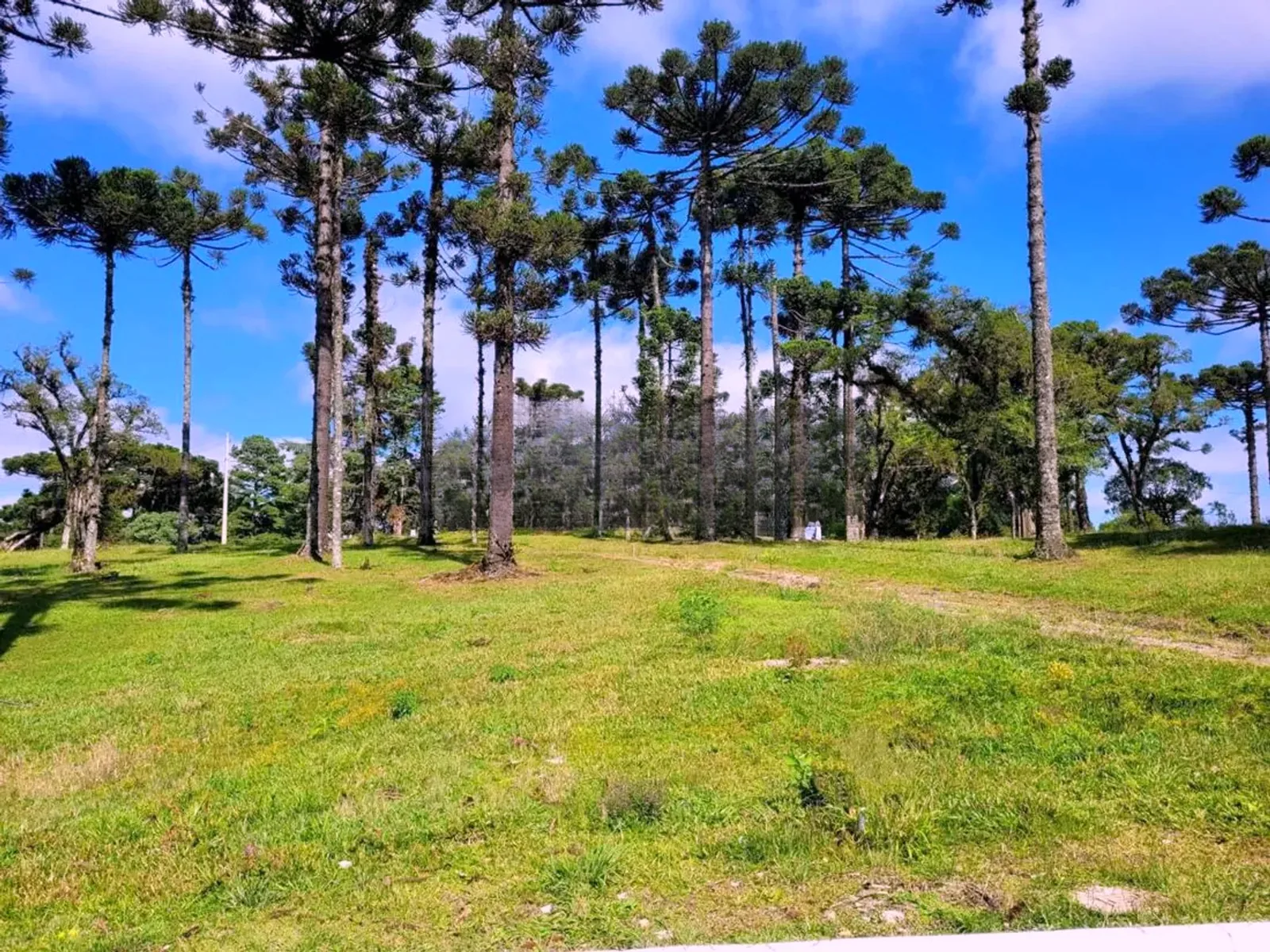 Terreno cercado de araucárias
