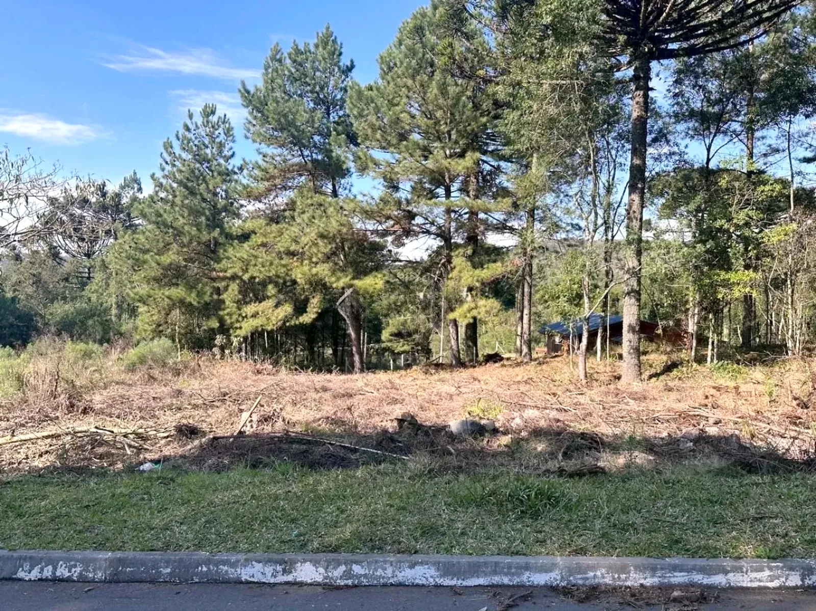 Terreno arborizado de frente para a rua