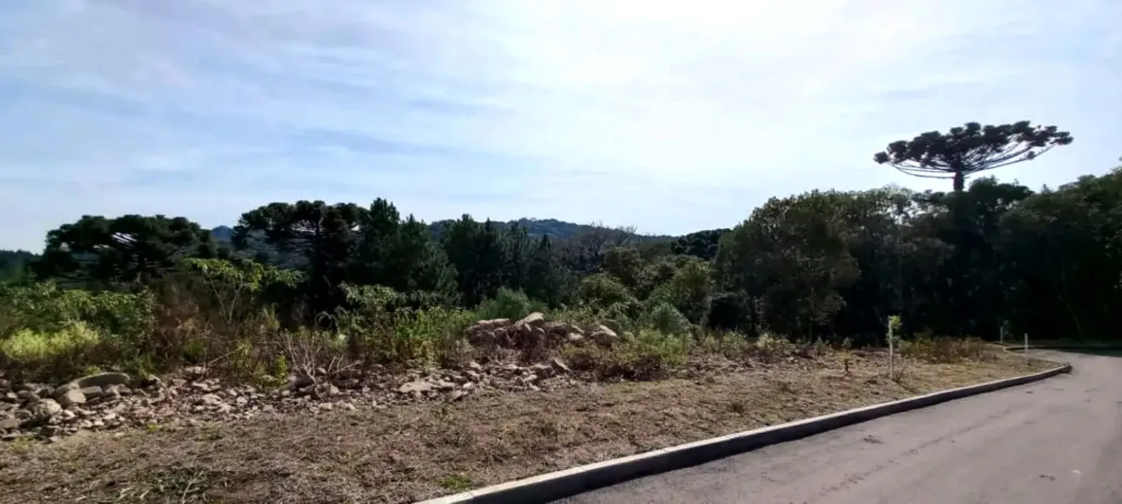 Terreno junto à rua pavimentada, com araucárias ao fundo