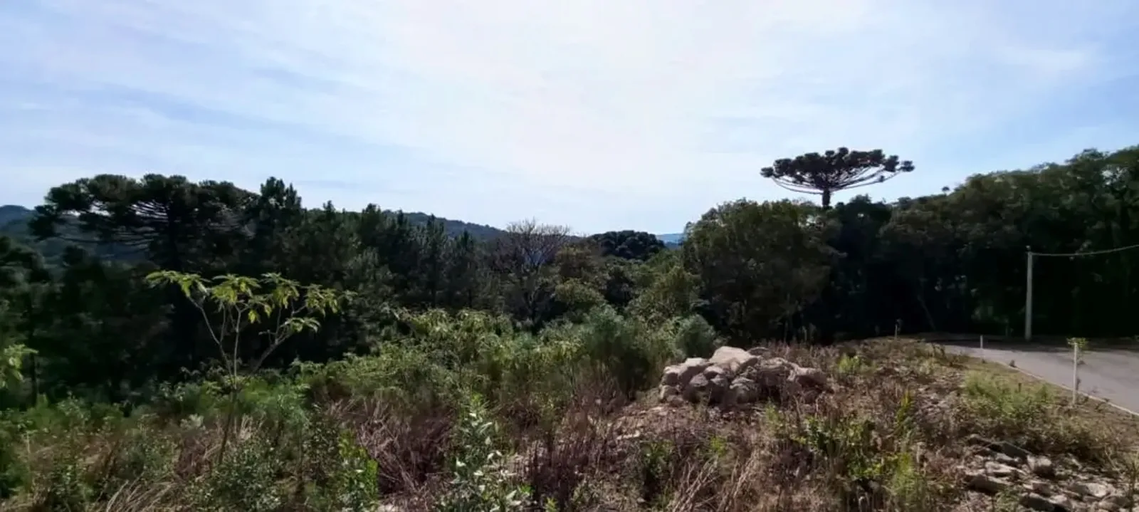 Terreno com vegetação nativa