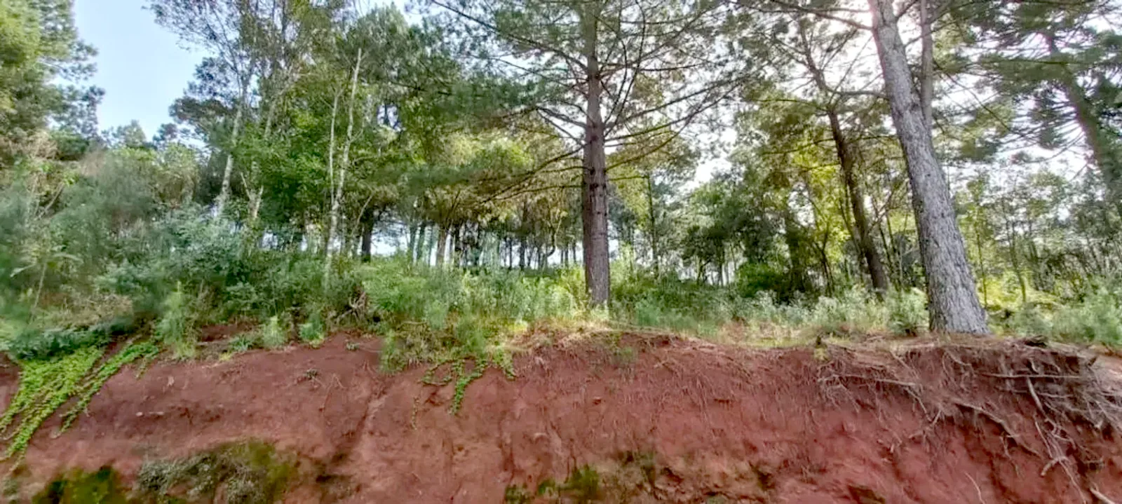 Terreno de 450 m² arborizado no Dutra, foto 3
