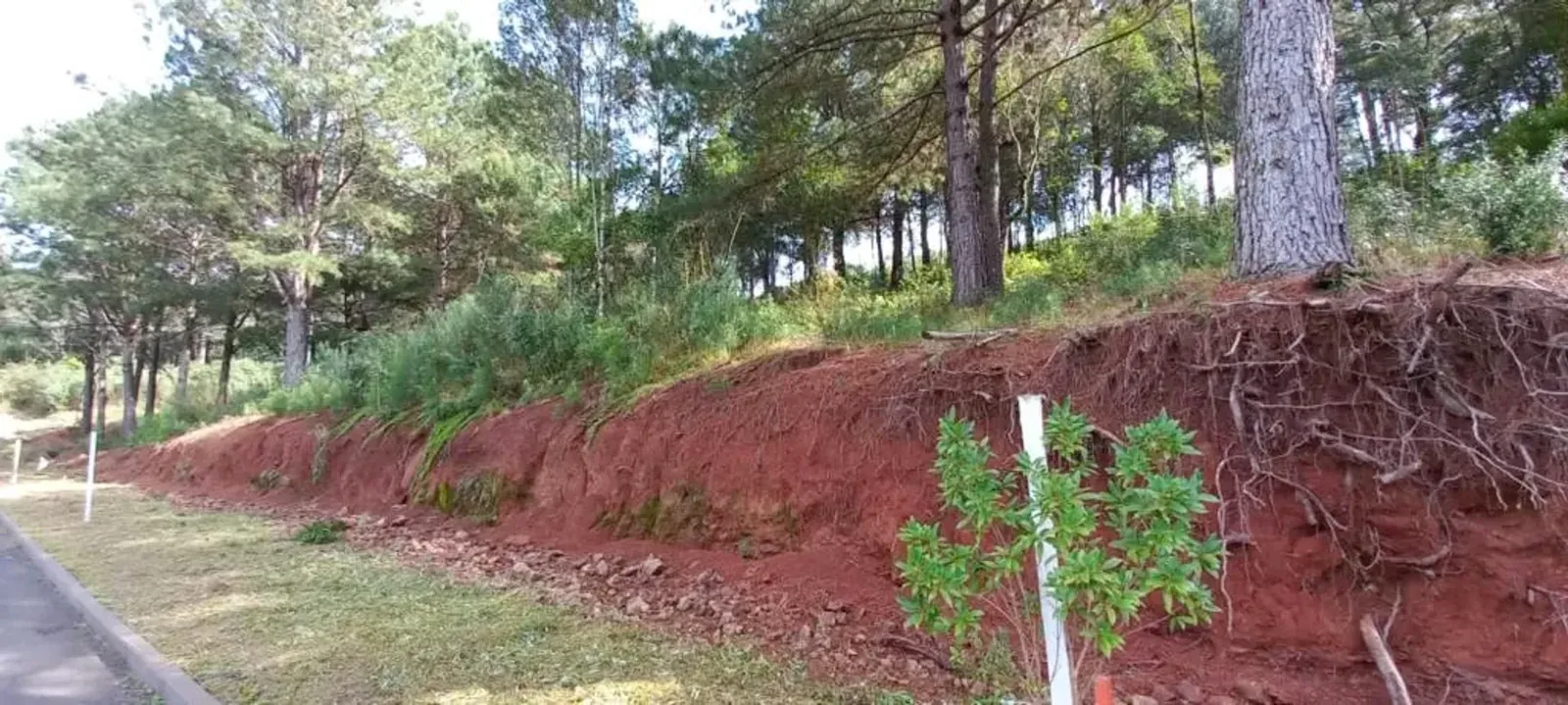 Terreno de 450 m² arborizado no Dutra, foto 4