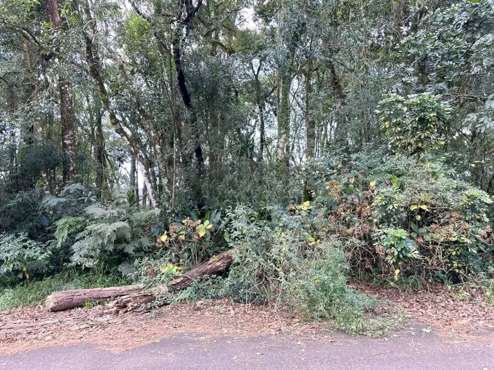 Terreno arborizado junto à rua
