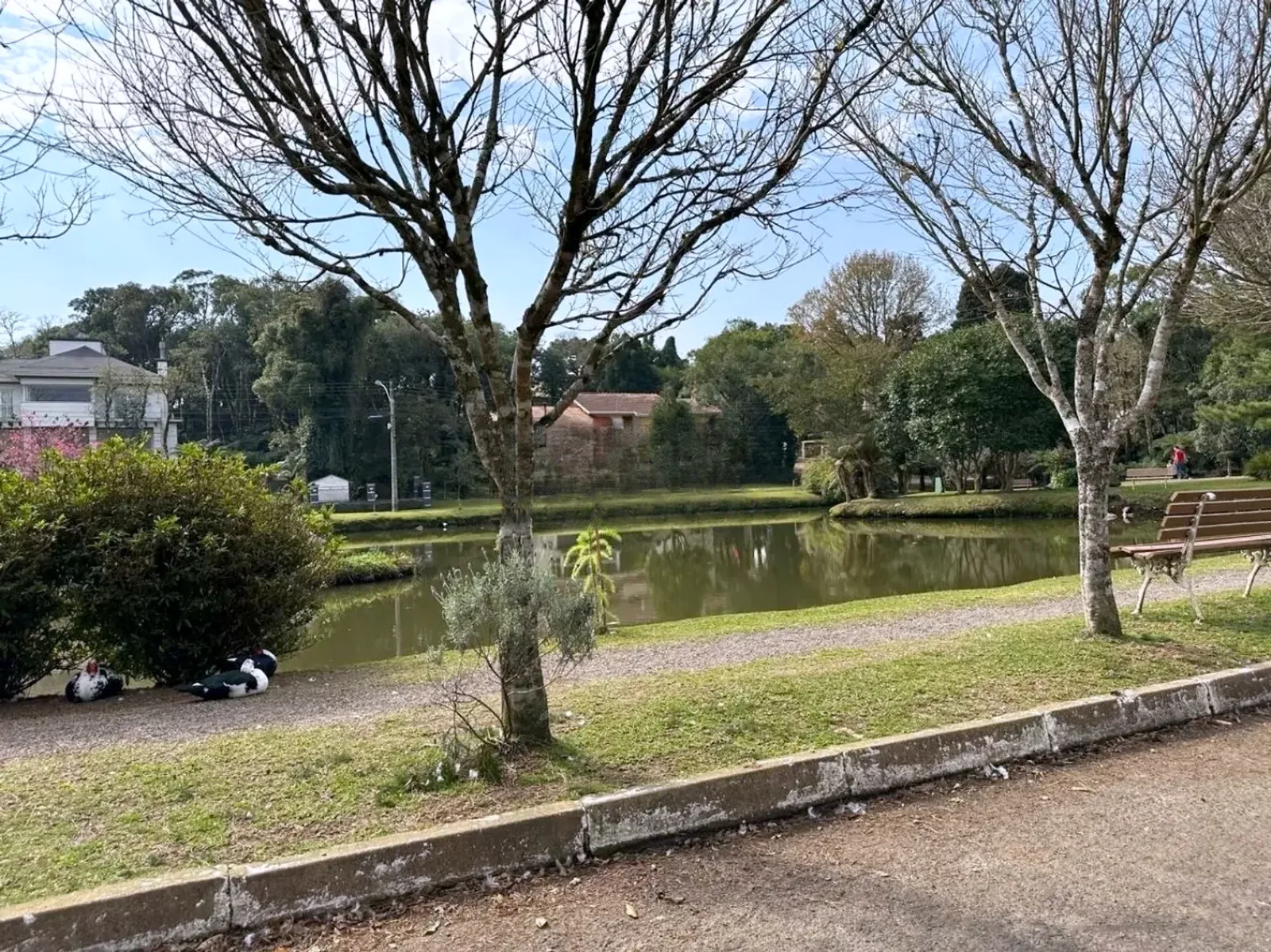 Margem do lago com árvores