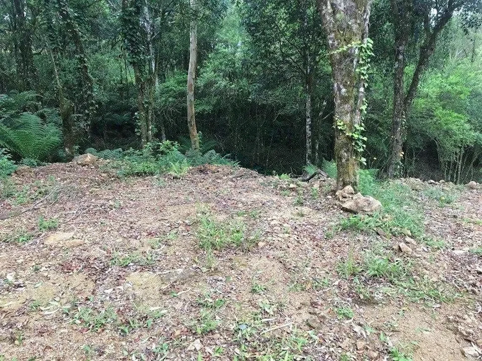 Área limpa do terreno com a mata