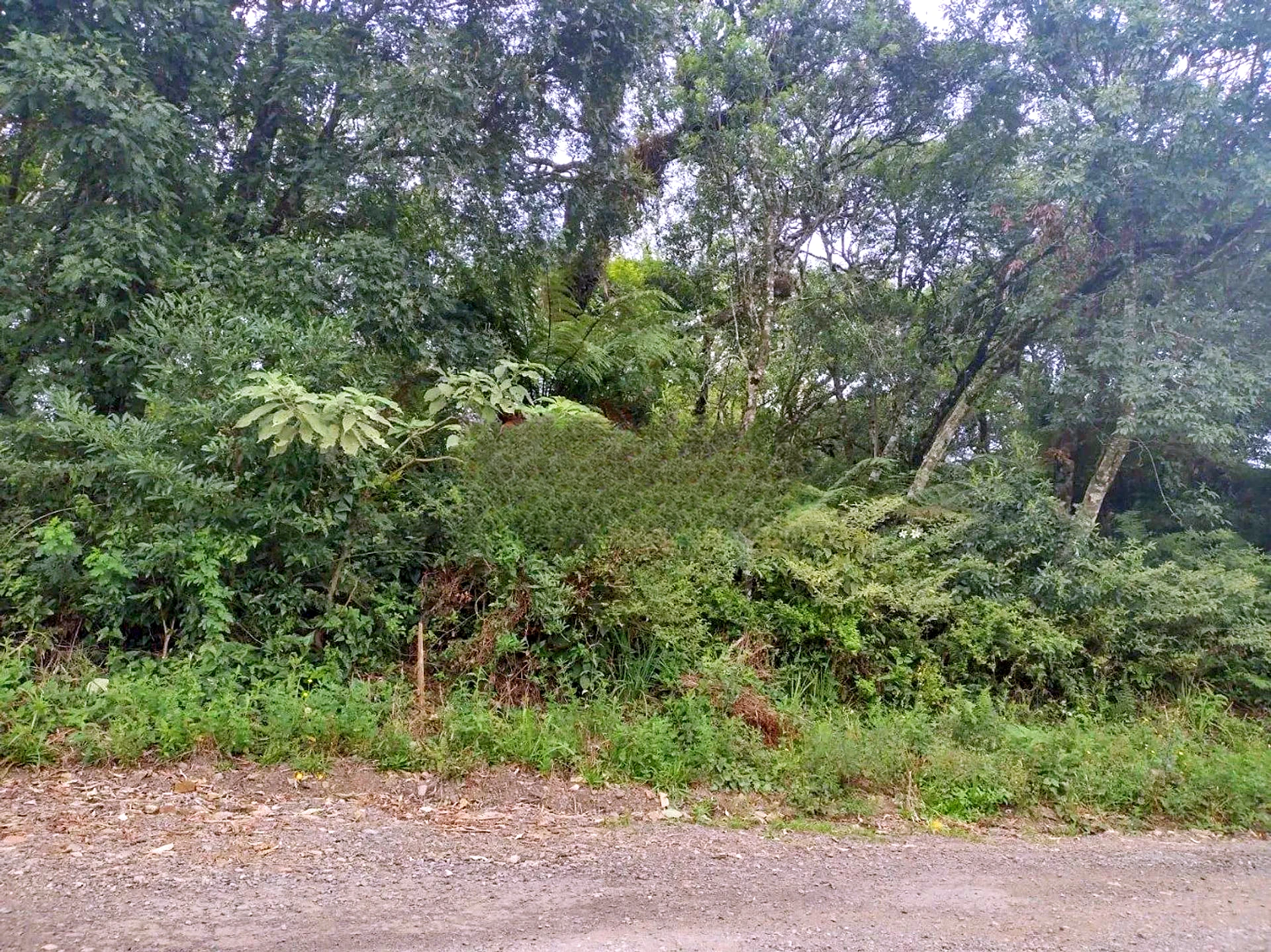 Frente do lote com a mata