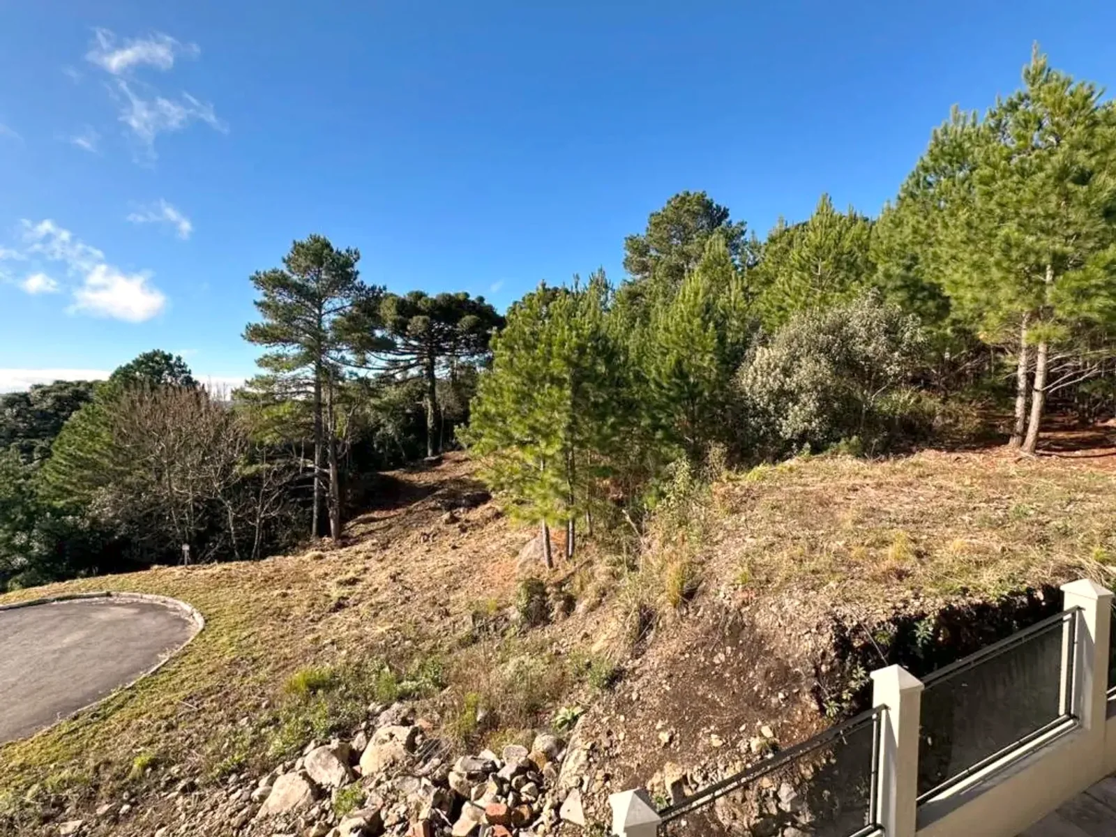 Terreno com pinheiros no fim da Rua Tivoli