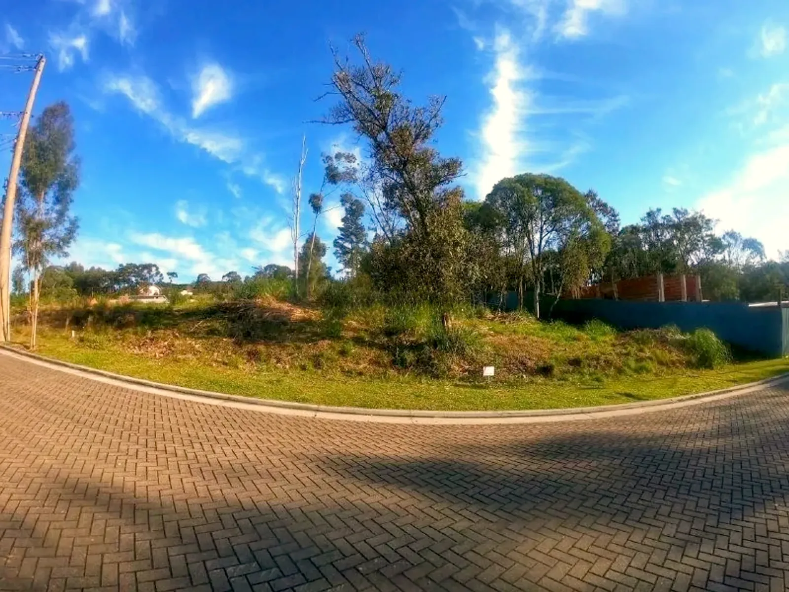 Terreno com árvores nativas