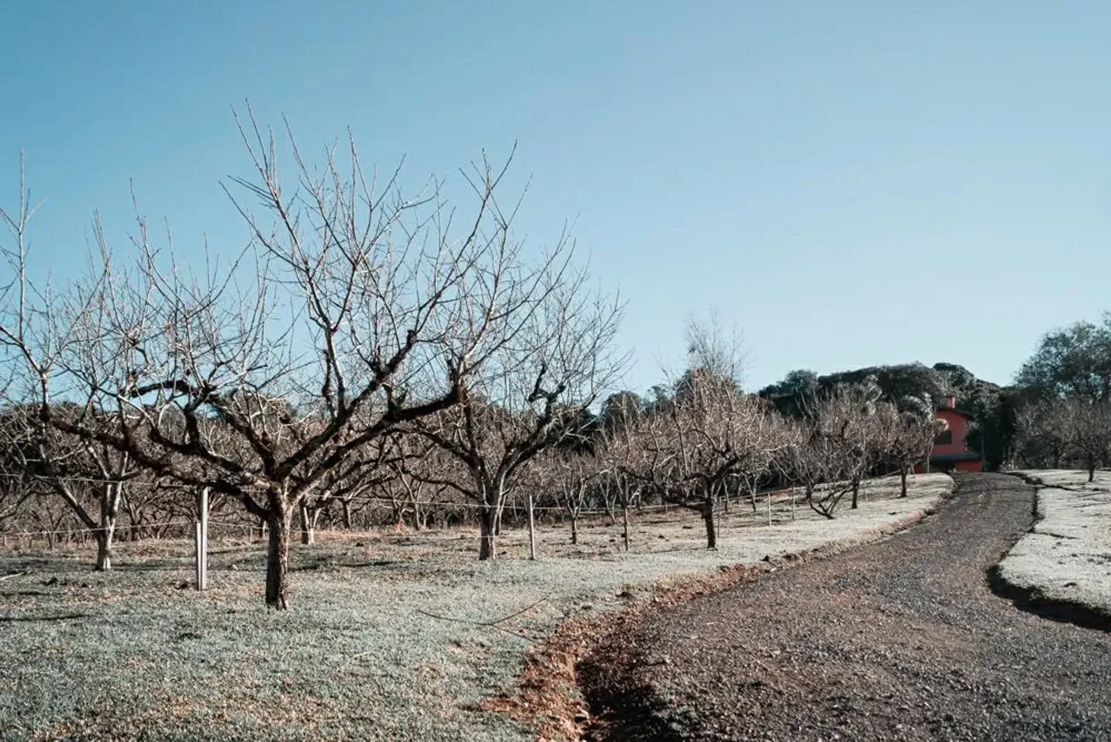 Estrada interna entre as árvores no inverno