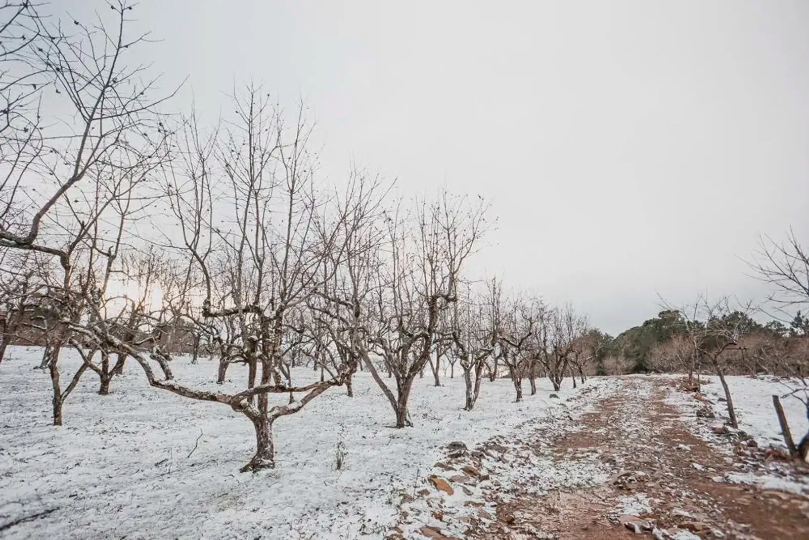 Geada sobre o pomar no inverno