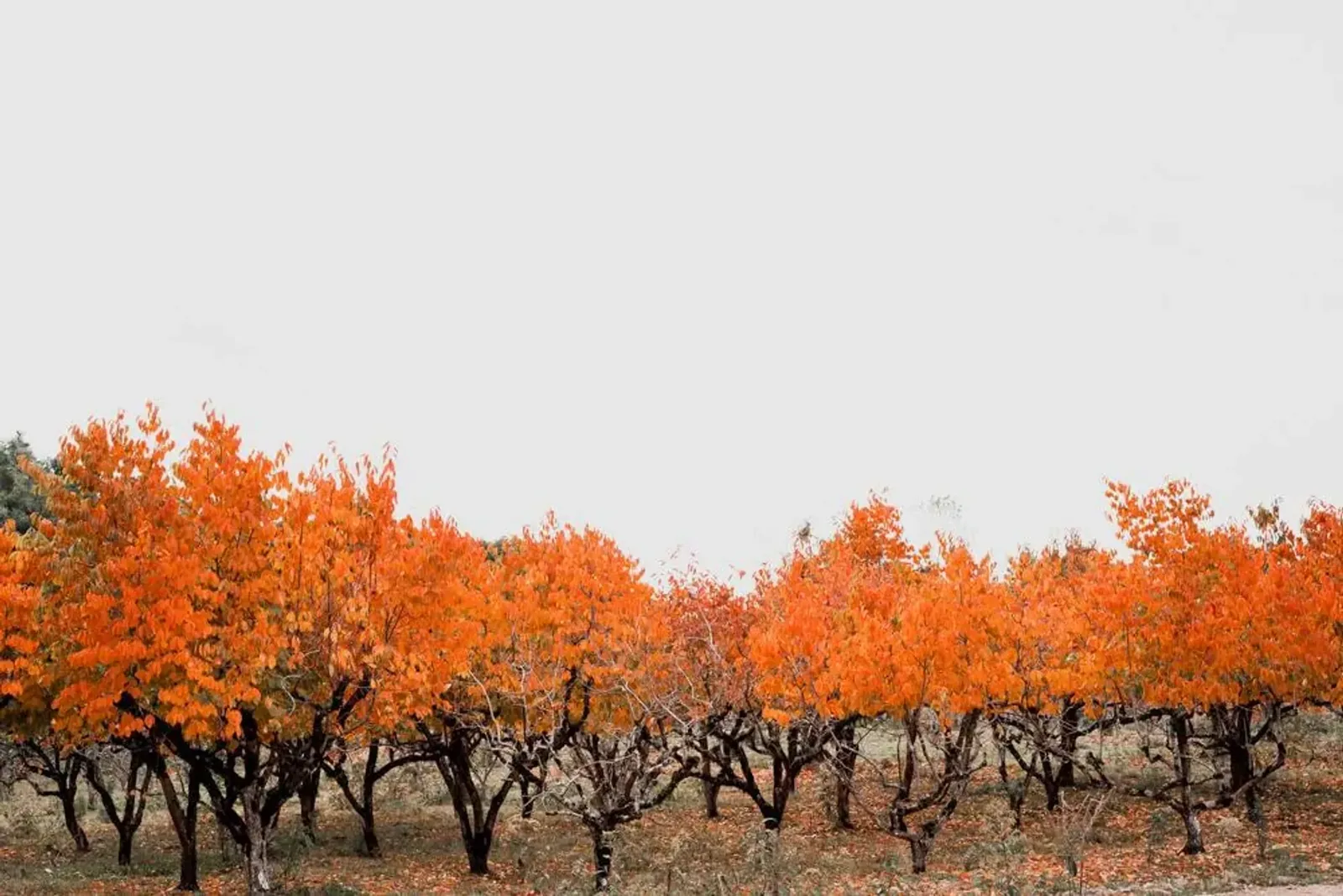 Fileira de árvores do pomar com folhas laranja