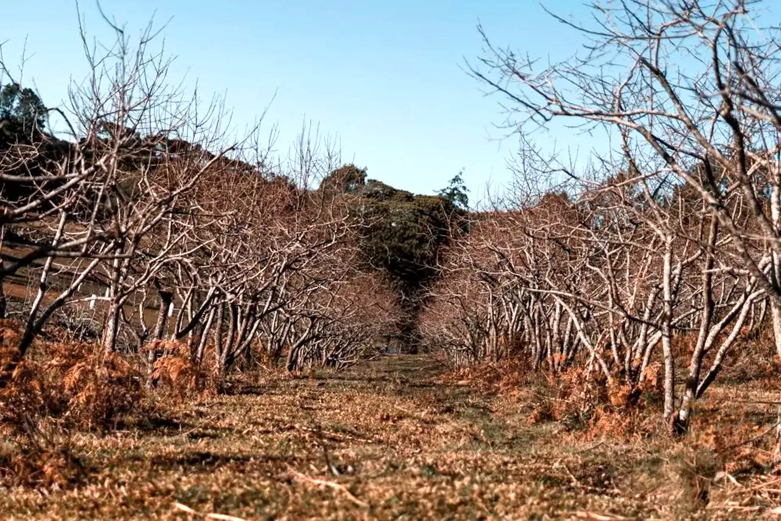 Pomar no inverno com o céu aberto