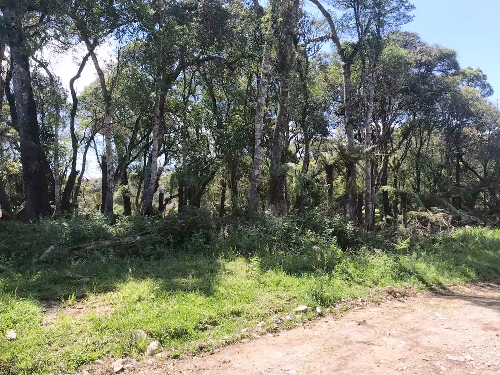 Terreno arborizado visto da rua