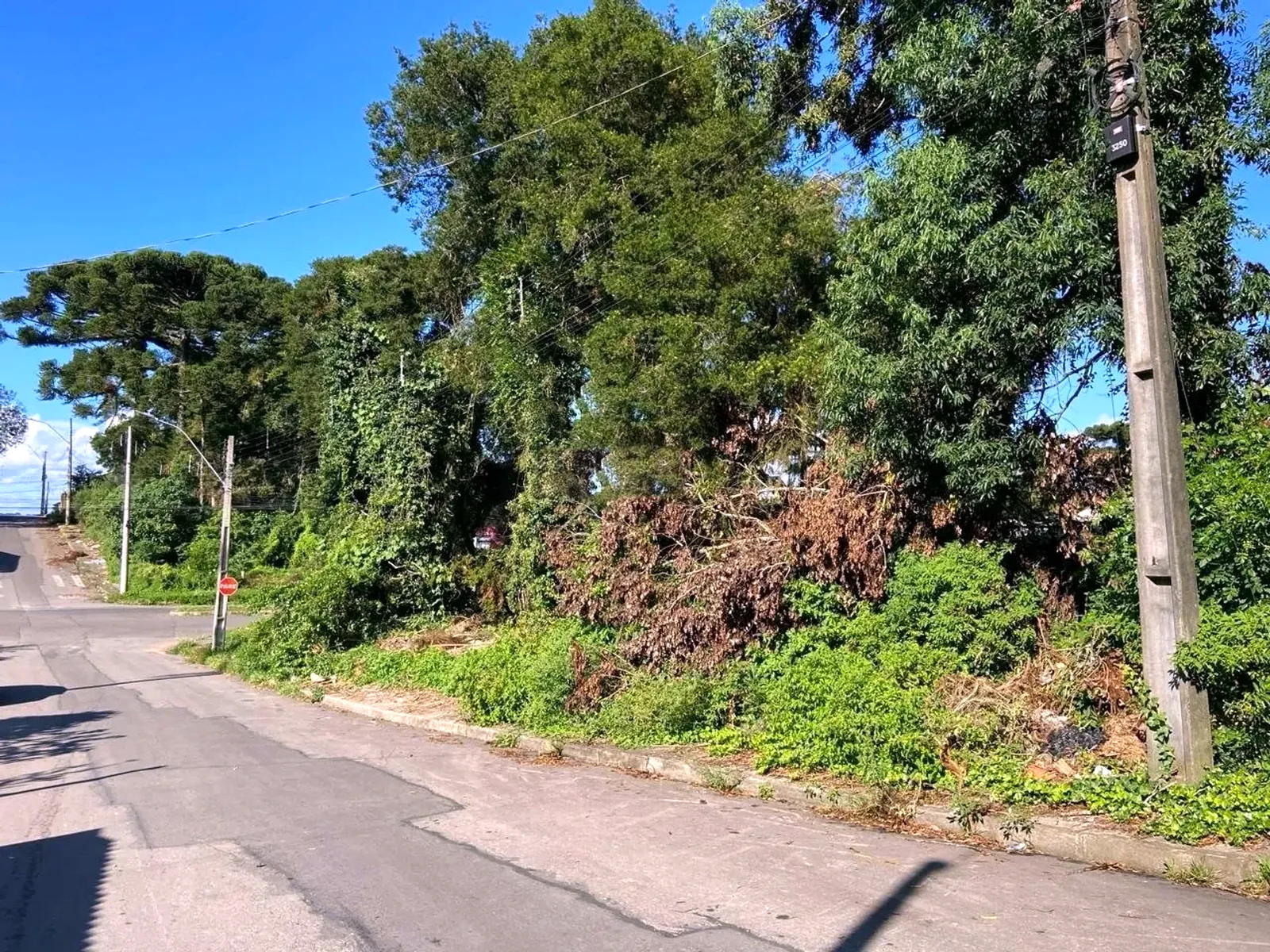Frente do terreno com vegetação