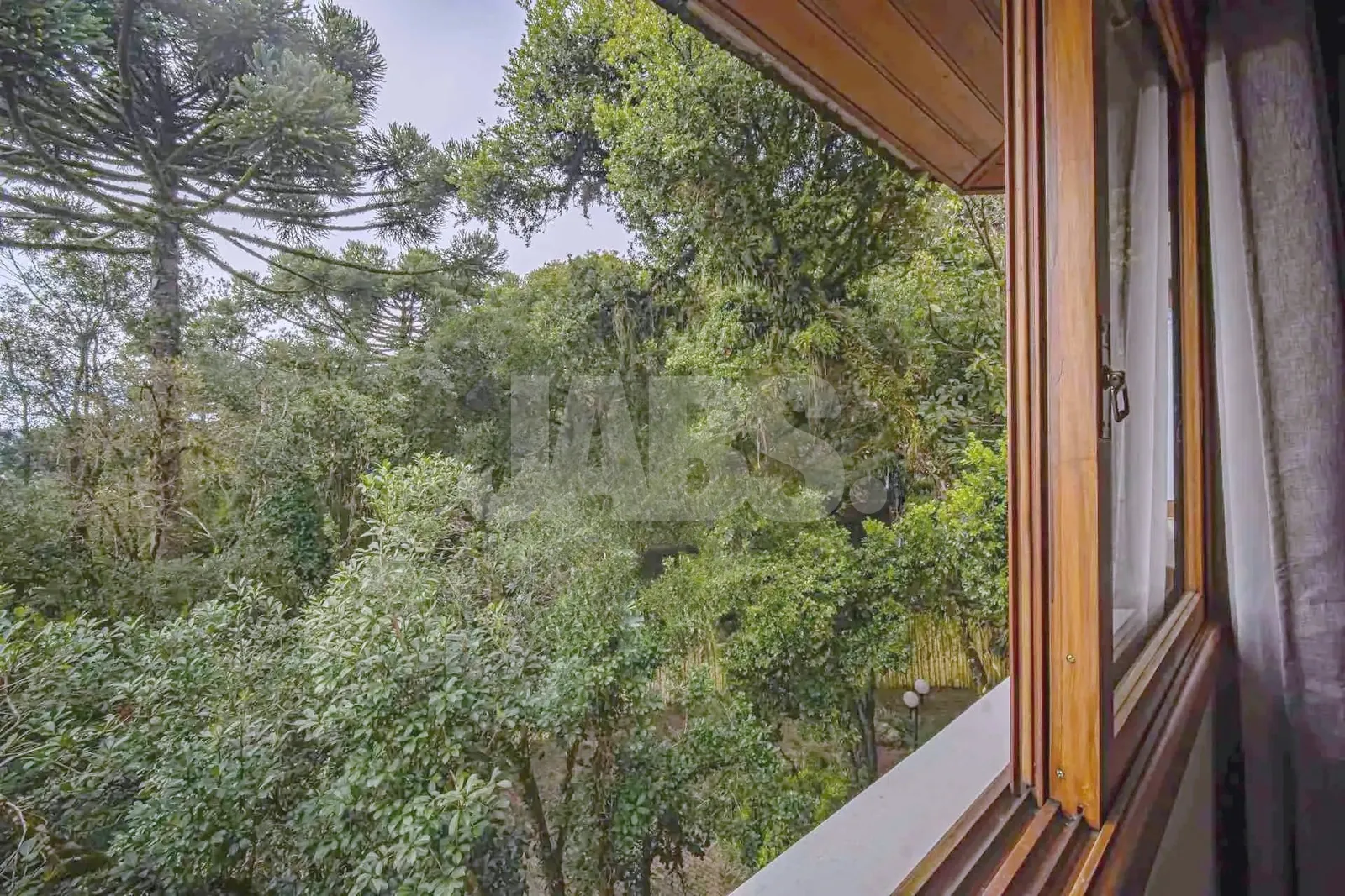 Vista da janela para a mata de araucárias