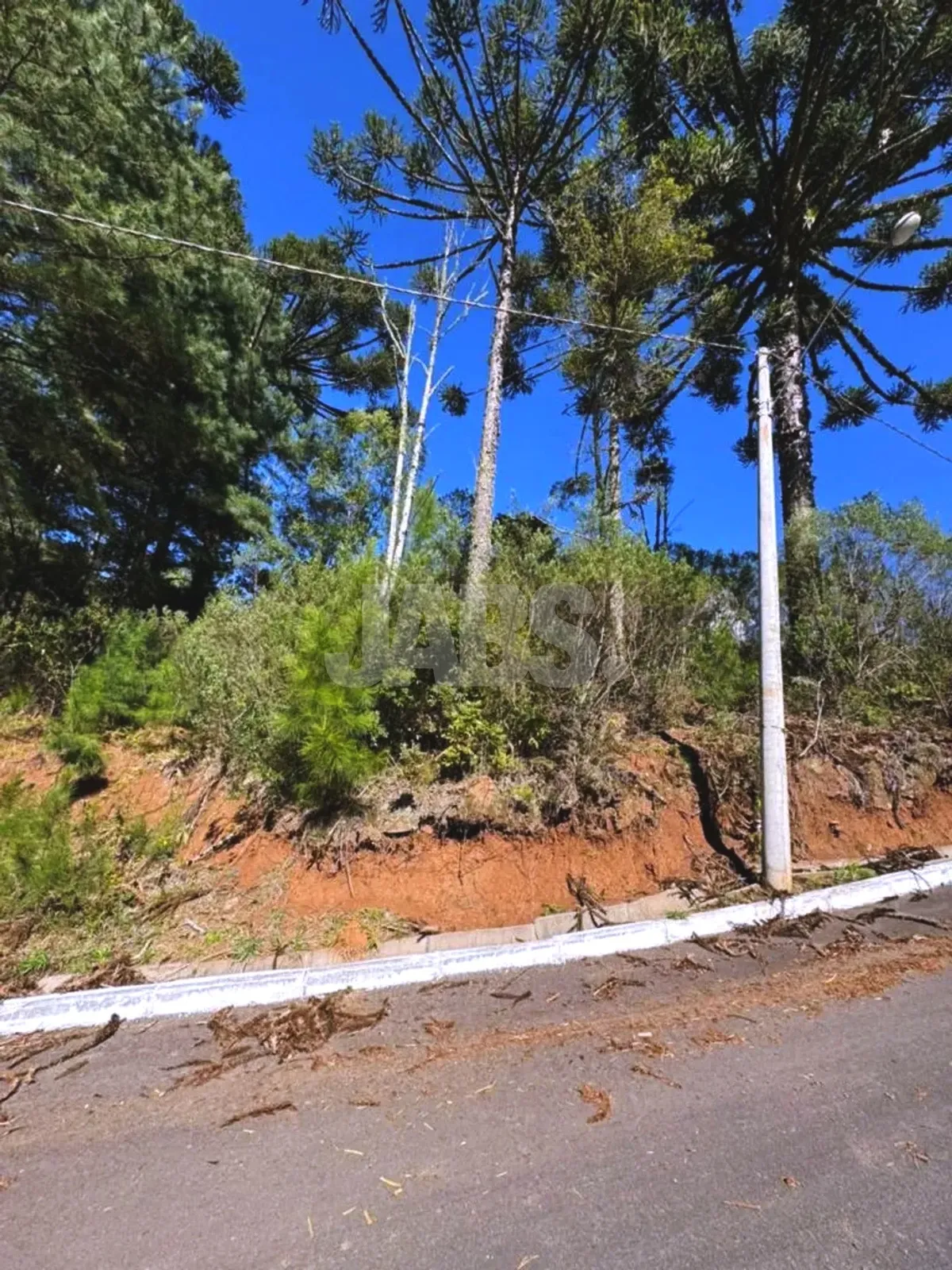 Terreno com araucárias e mata ao fundo