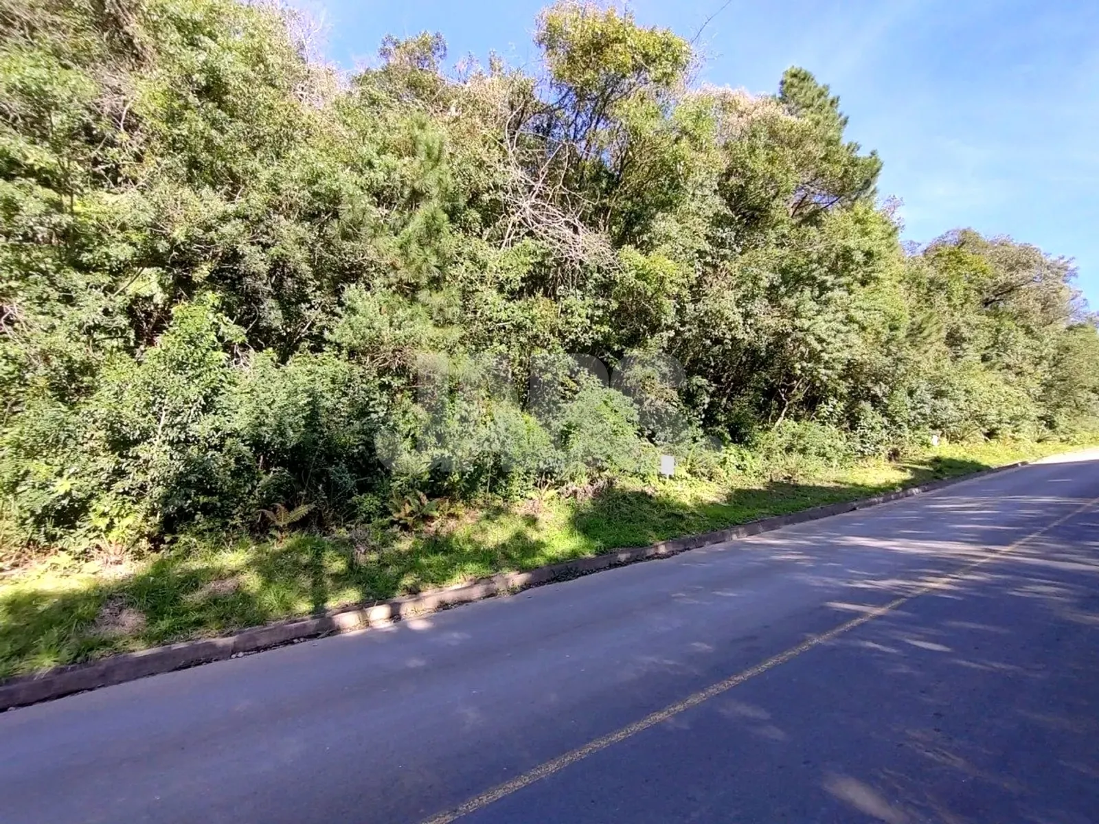 Terreno coberto de mata nativa na beira da rua asfaltada