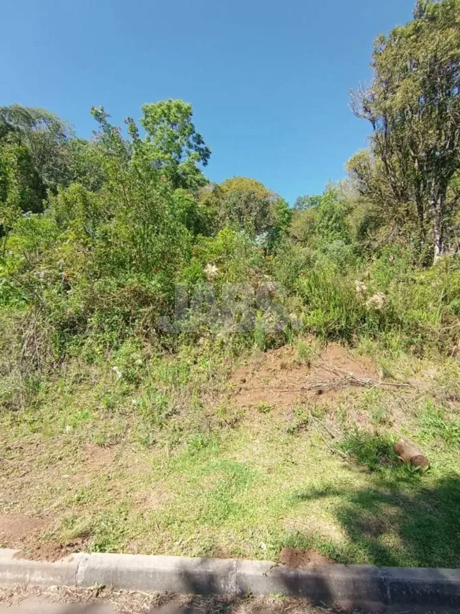 Vegetação densa no terreno junto à calçada