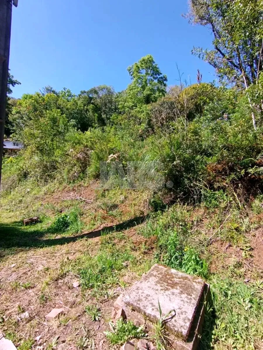 Interior do lote com mato baixo, arbustos e árvores ao fundo