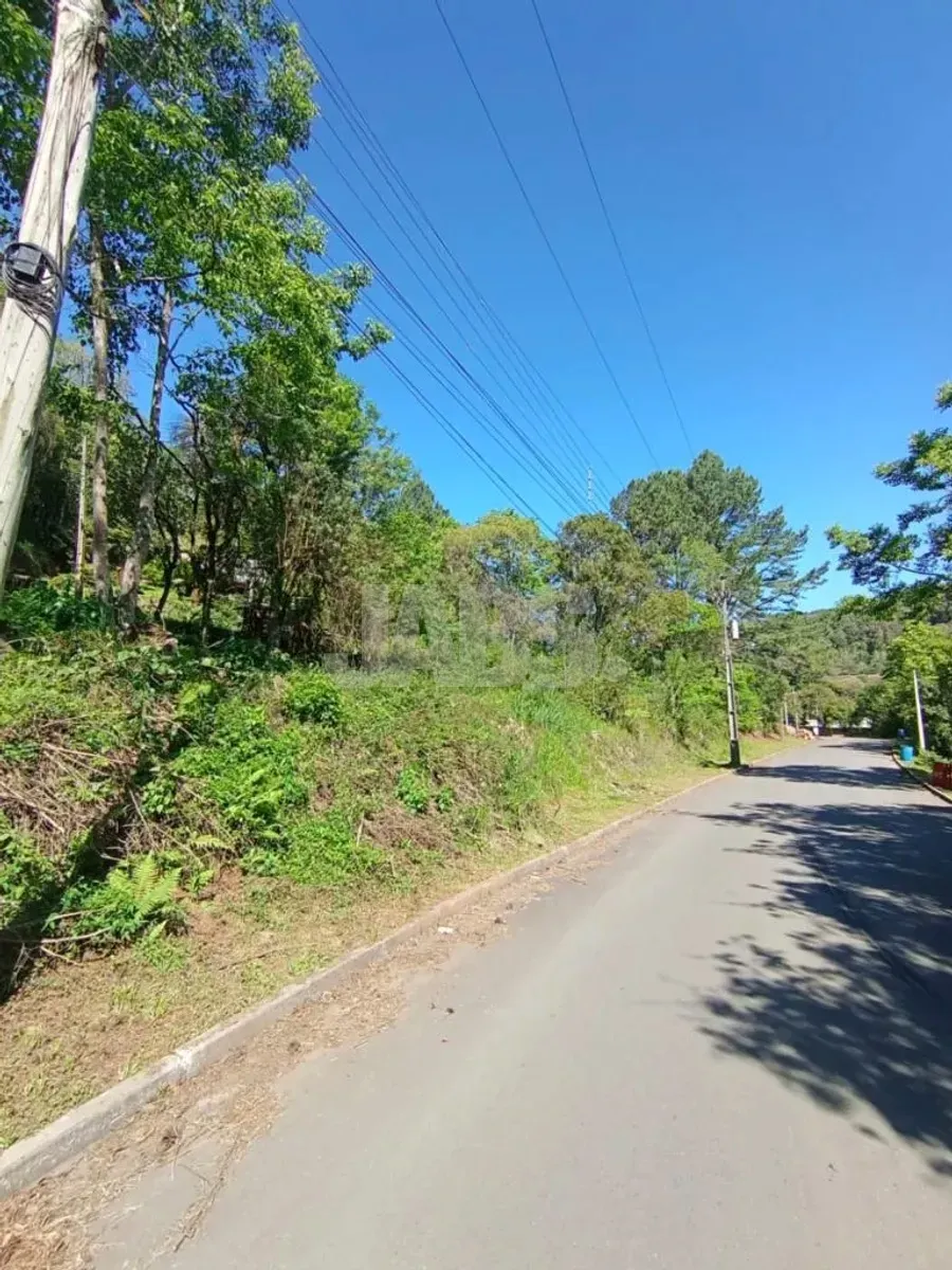 Rua asfaltada em frente ao terreno, ladeada de mata