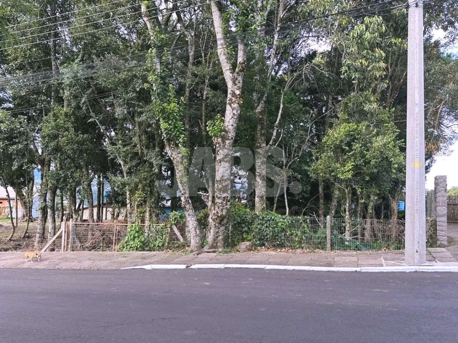 Testada do terreno com árvores nativas
