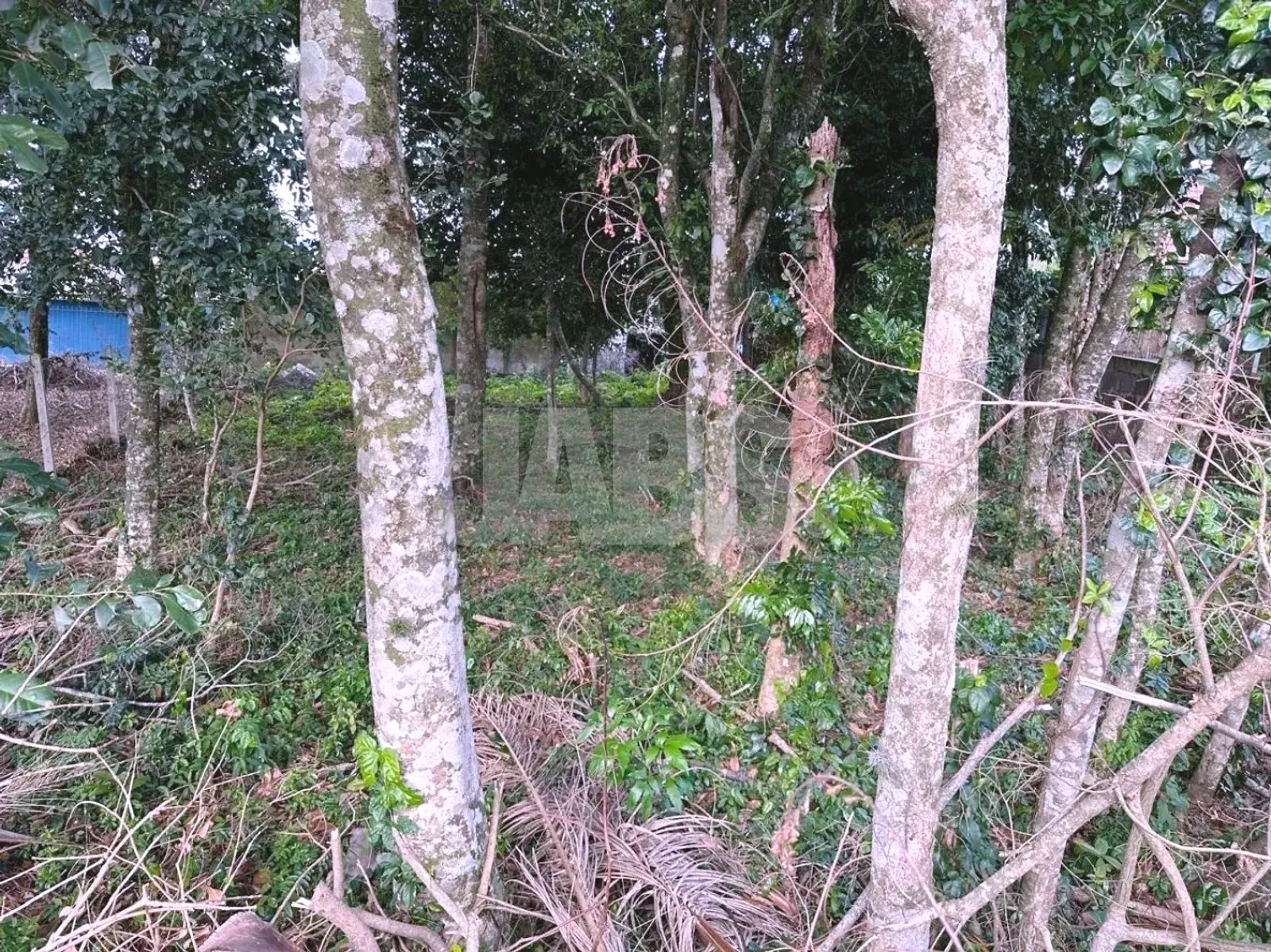 Interior do terreno com vegetação