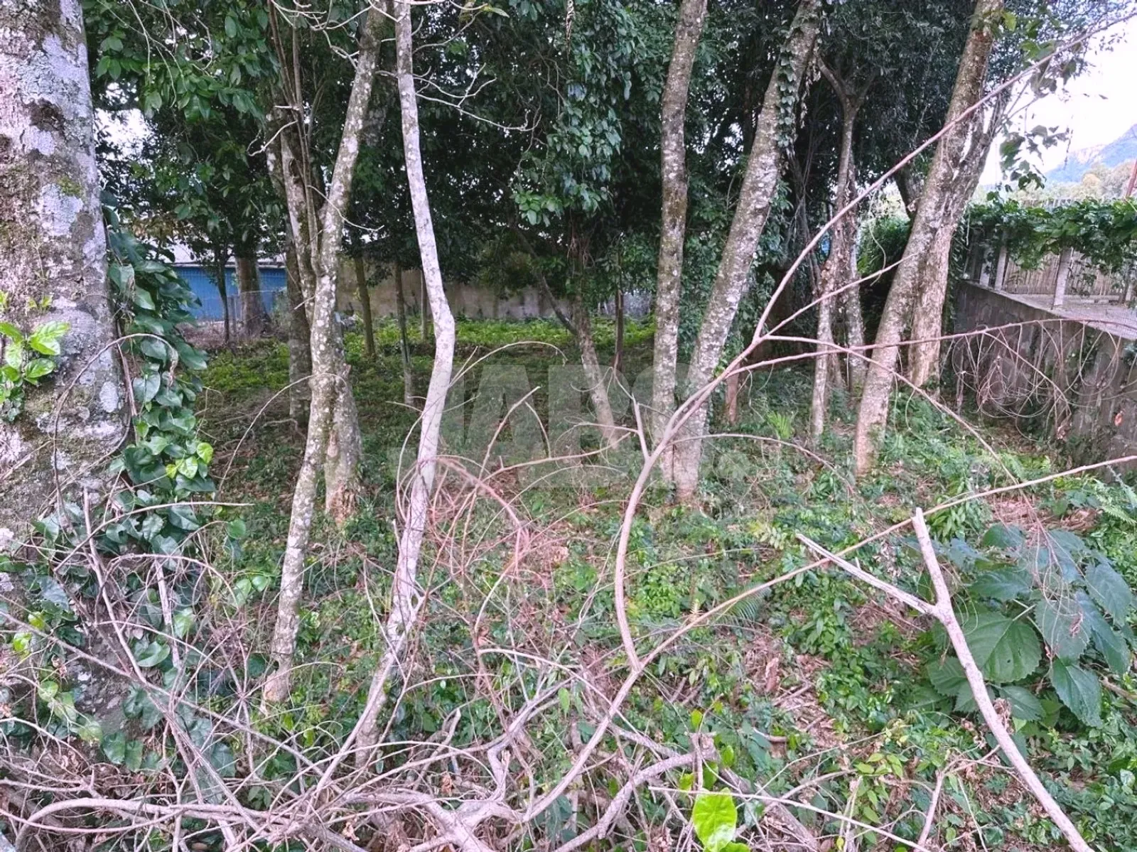 Vegetação nativa no fundo do terreno