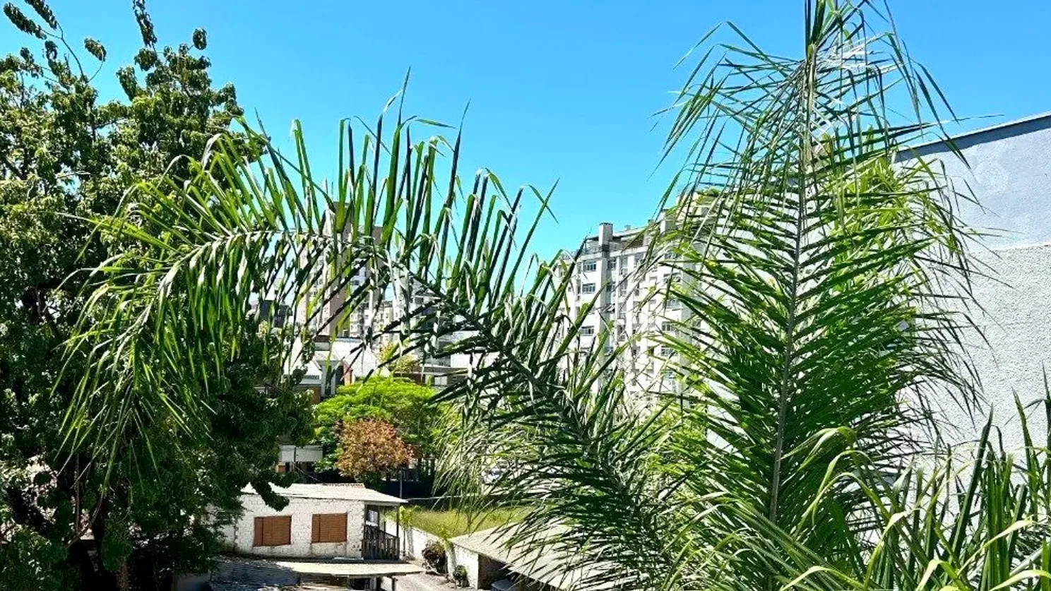 Vista das palmeiras a partir do apartamento