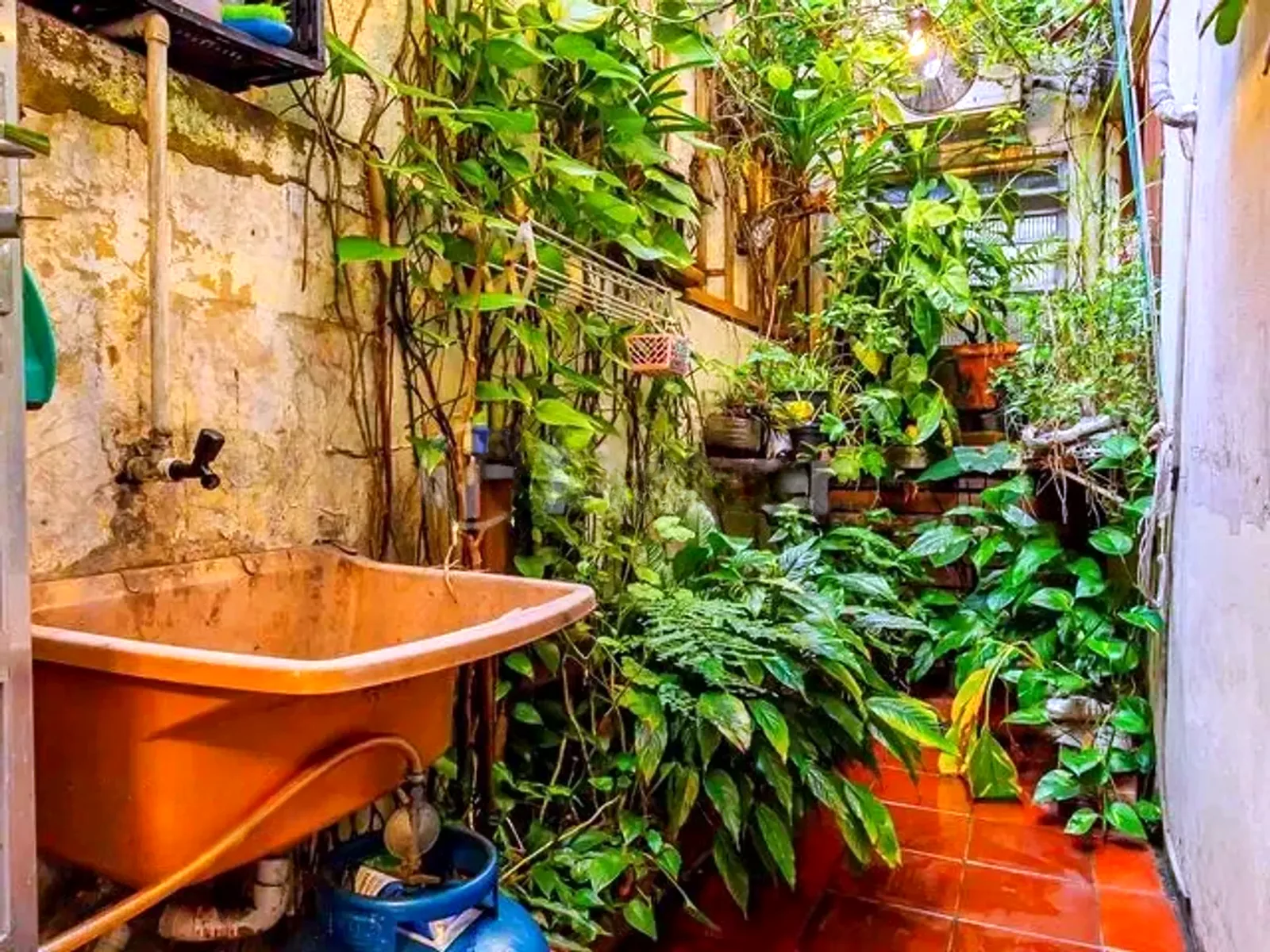 Terraço dos fundos com tanque e plantas